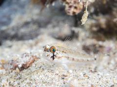 Gnatholepis caudimaculata