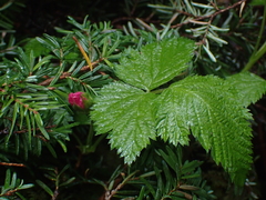 Rubus spectabilis