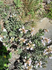 Lobostemon fruticosus