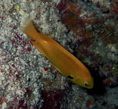 Pomacentrus sulfureus