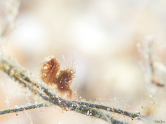 Phycocaris simulans
