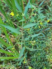 Ludwigia leptocarpa