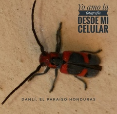 Tetraopes umbonatus