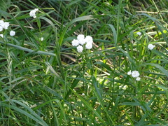 Achillea ptarmica