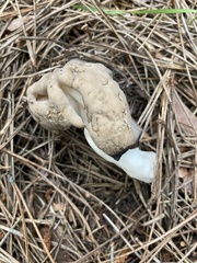 Helvella elastica