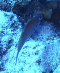 Pseudocheilinus evanidus