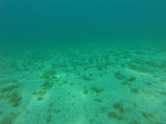 Haemulon maculicauda