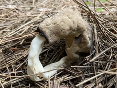 Helvella elastica
