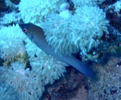 Pseudocheilinus evanidus