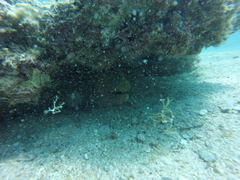 Gymnothorax castaneus