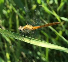 Sympetrum tibiale