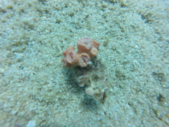 Tubastraea