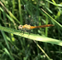 Sympetrum tibiale