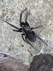 Kukulcania