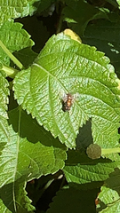 Geranium dissectum