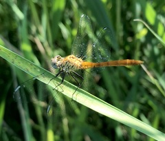 Sympetrum tibiale