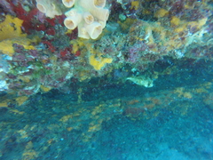 Tubastraea