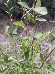 Forestiera reticulata