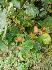 Quercus robur