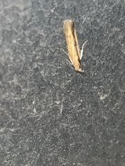 Elasmopalpus lignosella