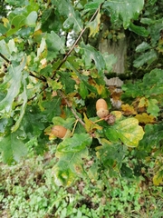 Quercus robur