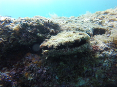 Pinctada mazatlanica