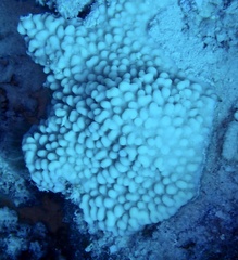 Montipora danae