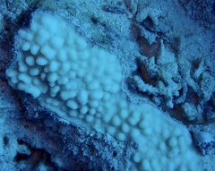 Montipora danae