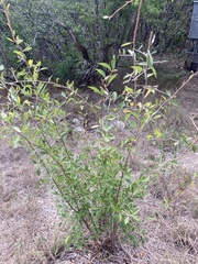 Forestiera reticulata