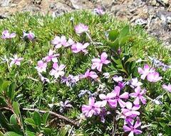Phlox diffusa