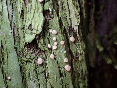 Icmadophila ericetorum