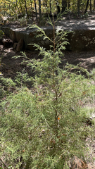 Cupressus lusitanica