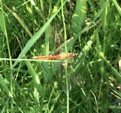 Sympetrum depressiusculum