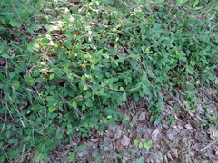 Lonicera periclymenum