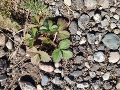 Fragaria