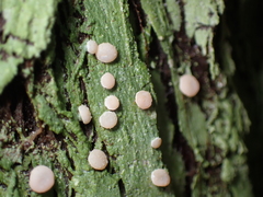 Icmadophila ericetorum