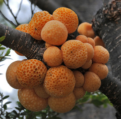 Cyttaria hariotii