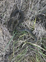 Hierophis viridiflavus