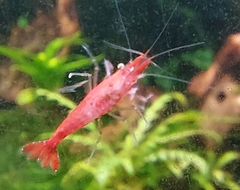 Neocaridina davidi