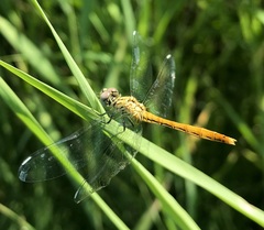 Sympetrum tibiale
