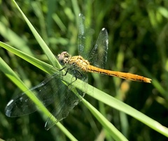 Sympetrum tibiale