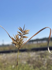 Cyperus erythrorhizos