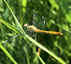 Sympetrum tibiale