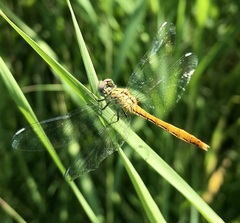 Sympetrum tibiale