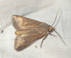 Agrotis trux