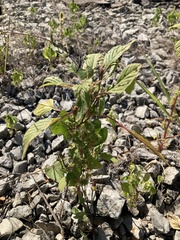 Amaranthus tuberculatus