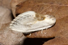 Cilix glaucata