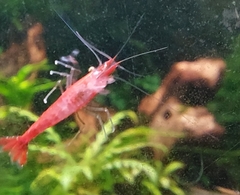 Neocaridina davidi