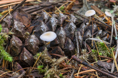 Strobilurus albipilatus