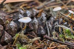 Strobilurus albipilatus